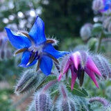 Borage Seeds - Borago officinalis - Edible & Attracts Pollinators