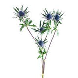 ERYNGIUM - Flowers We Love - Flower.Style Magazine Flower Delivery