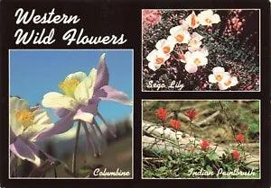 Postcard Western Wild Flowers Columbine Sego Lily Indian Paintbrush 4x6