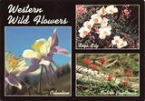 Postcard Western Wild Flowers Columbine Sego Lily Indian Paintbrush 4x6