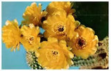 Golden Lily Cactus Native Of South America Cactus Postcard