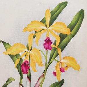 Laeliocattleya Hippolyta - Original Large Antique Orchid Print 1880s - orchidaceae botanical botany plant flower linden orchidee yellow pink