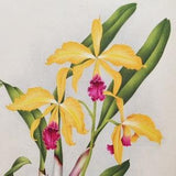 Laeliocattleya Hippolyta - Original Large Antique Orchid Print 1880s - orchidaceae botanical botany plant flower linden orchidee yellow pink