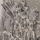 1886 L'Illustration Horticole - Dendrobium Stratiotes (Orchid). Large Steel Engraved print. Published by J. Linden.