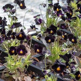 100 Viola cornuta| Back to Black Flower Seeds.
