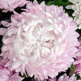 Aster Peony Coral Flowering 20 Seeds