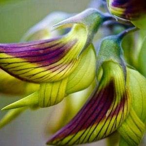 Green Birdflower - Crotalaria cunninghamii - Rare Plant Species