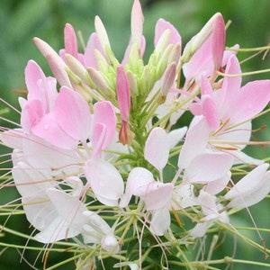 GIANT Pink Cleome SEEDS Dizzy Bees Urban Garden