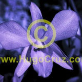 Star Purple Orchid - Infrared Art Photography by Hugo Cruz - Ethereal Emotive Orchid Flower Love Romance Friendship