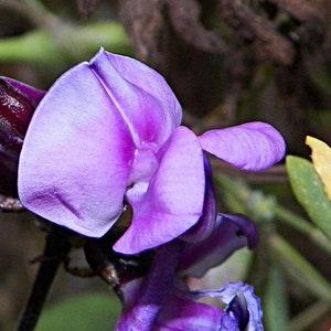 Hyacinth Bean Lablab Bean Climbing Flowers 3g - 10 Seeds - Dolichos Lablab NON GMO