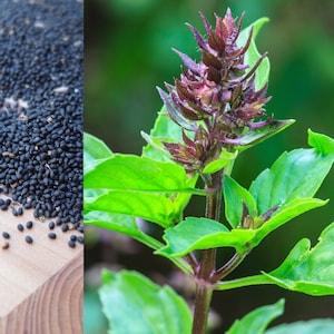 HOLY BASIL SEEDS, Rama Tulsi, Organic Medicinal Herb Seeds