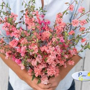 Godetia Seeds - Clarkia Elegans Mix Seeds -Farewell Spring Seeds - Elegant Clarkia - Annual Flower