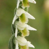Spiranthes spiralis orchid bulb, ground orchid, autumn lady's-tresses, terrarium plants