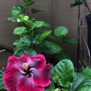 Nr 148 Seeds Big Plants 20 Seeds Hibiscus Seeds Hibiscus Seeds Perennial Plant Zaden