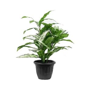 Artificial Silver Queen Plant