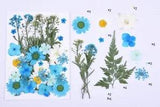 35PCS Real Pressed Dry Flower collection, blue Flower with leaf stem FCD13