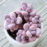 Lavender Pebbles, 20 Seeds, Graptopetalum amethystinum, Succulent Seeds
