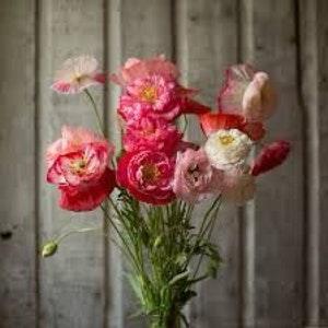 Shirley Poppy ??Supreme?? Seeds Double blooms papaver rhoeas white scarlet red soft pink salmon cut flowers bouquet Dizzy Bees Urban Garden