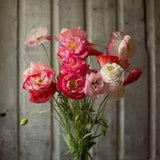 Shirley Poppy ??Supreme?? Seeds Double blooms papaver rhoeas white scarlet red soft pink salmon cut flowers bouquet Dizzy Bees Urban Garden