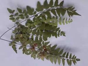 5 Pcs Natural Dried Pressed Fern Leaves For Artwork Crafts Home Decoration