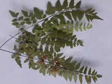 5 Pcs Natural Dried Pressed Fern Leaves For Artwork Crafts Home Decoration