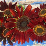 Chocolate Cherry Dark Red Sunflower Annual Heirloom Flower Seeds