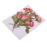 10pcs Real Pressed Flowers Dried/ Leaves for Scrapbooking Arts Crafts