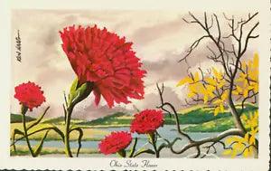 1967 Ohio State Flower Scarlet Carnation Unused Postcard Signed Ken Haag