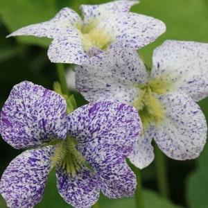 10 Viola sororia Freckles Seeds - Carij?? violet, freckle violet, freckles viola, freckles viola, pansy carij??