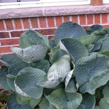 Hosta sieboldiana 'Elegans' -Unique Large Leaf Shade Loving Perennial