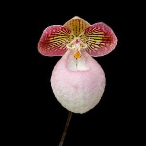 RARE! Paph. micranthum var. eburneum