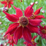 50 Pcs Dwarf Red Coreopsis Tinctoria Flower Seeds/ FL214/ Butterfly attracting beautiful annual