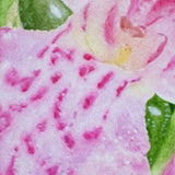 Raspberry Sorbet (Southern Marsh Orchid)