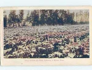 NEW LISTINGPre-1907 CALA LILY FLOWER FIELD Published In Los Angeles California CA hp9024