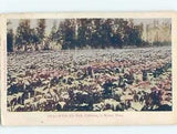 NEW LISTINGPre-1907 CALA LILY FLOWER FIELD Published In Los Angeles California CA hp9024
