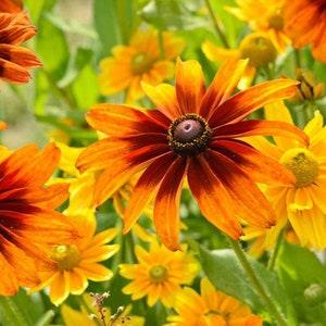 200 Seeds-Rudbeckia Black Eyed Susan Mix Flower Seed-Rubeckia Hirtia- Golden Coneflower-pv333-Biennial-Attracts Bees/Butterflies