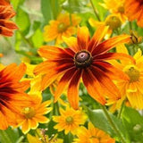 200 Seeds-Rudbeckia Black Eyed Susan Mix Flower Seed-Rubeckia Hirtia- Golden Coneflower-pv333-Biennial-Attracts Bees/Butterflies