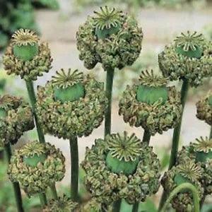 Peony-  Hens & Chicks- 100 Seeds- New