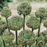Peony-  Hens & Chicks- 100 Seeds- New