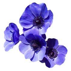 Purple Flower Flower Delivery
