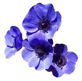 Purple Flower Flower Delivery
