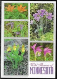 Postcard Wild Flowers Of Minnesota Lily Iris