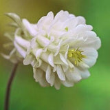 COLUMBINE 'SNOWBALLS' Aquilegia vulgaris 5 Seeds