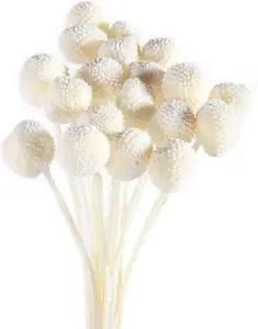 Dried Yellow Billy Balls Flowers 20pcs Natural Retro Style Wedding Decor Vase