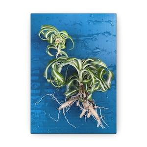 Curly Bonnie Spider Plant Canvas Gallery Wraps
