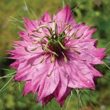 Love in a Mist Flower Seeds , Love in a Mist pink , Nigella Damascena Flower Seeds, 