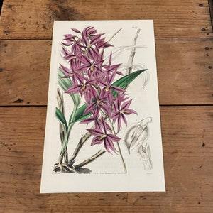 Skinner's Epidendrum Orchid, Original 1842 Hand-Colored Curtis Engraving, Antique Botanical Print