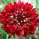 Bachelor Button Seeds, Tall Red Bachelor Button Flower Seeds,"COOL BEANS N sprouts" Brand. Home Gardening.