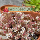 Sedum hispanicum Spanish Stonecrop (50 seeds )