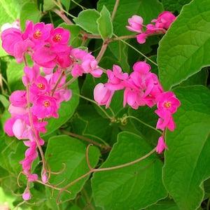 Antigonon leptopus, CORAL VINE, Queen's Wreath, Pink flower - 5 Seeds